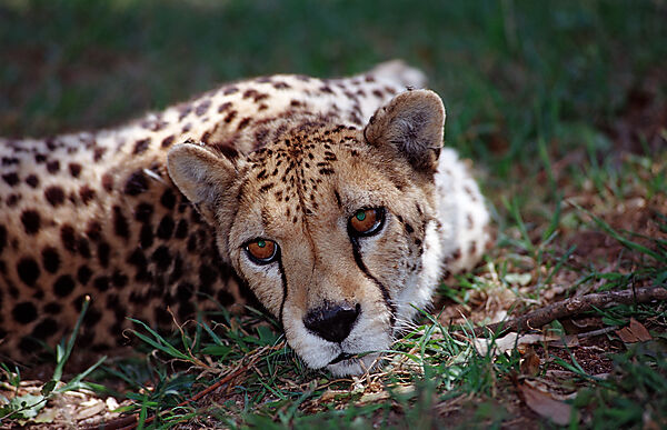 Cheetah