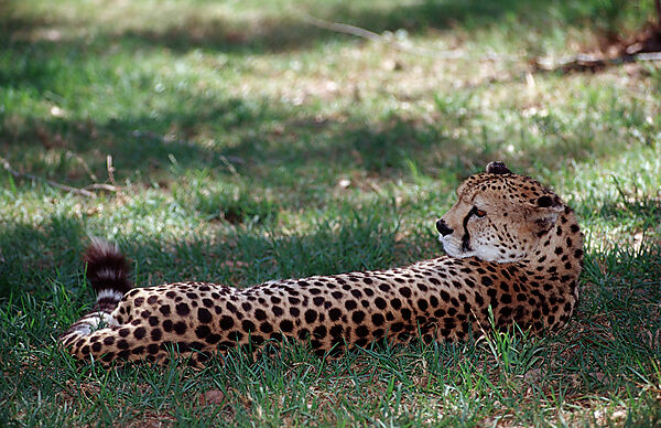 Gepard