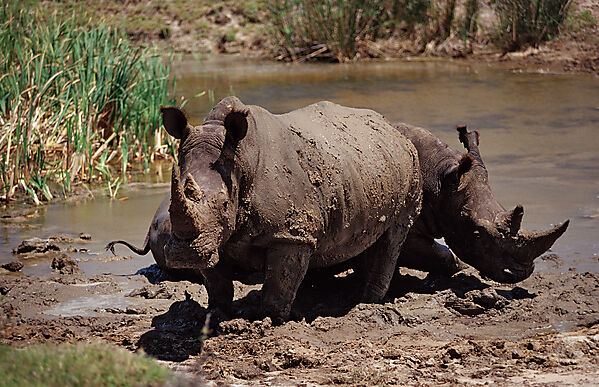 Weisses Nashorn, Breitmaulnashorn
