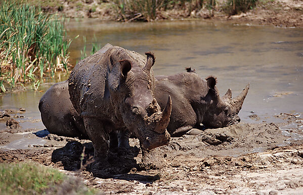 Weisses Nashorn, Breitmaulnashorn