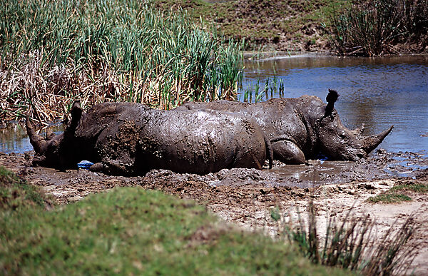 Weisses Nashorn, Breitmaulnashorn