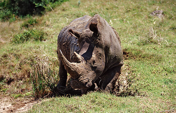 Weisses Nashorn, Breitmaulnashorn