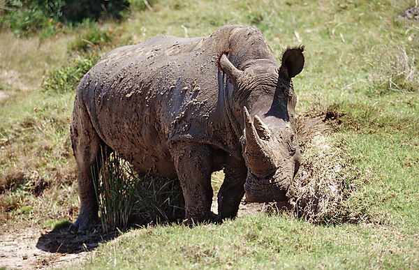 Weisses Nashorn, Breitmaulnashorn