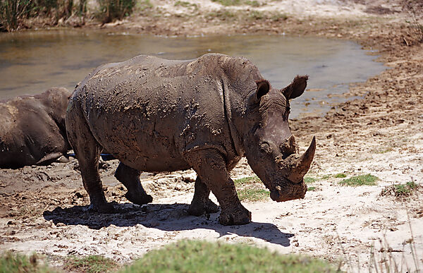 Weisses Nashorn, Breitmaulnashorn