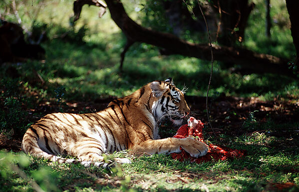 Koenigstiger, Bengaltiger frisst Beute