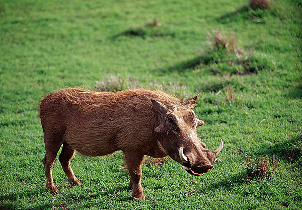 Warzenschwein