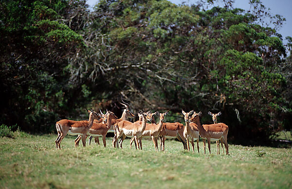 Impala, Schwarzfersen-Antilope