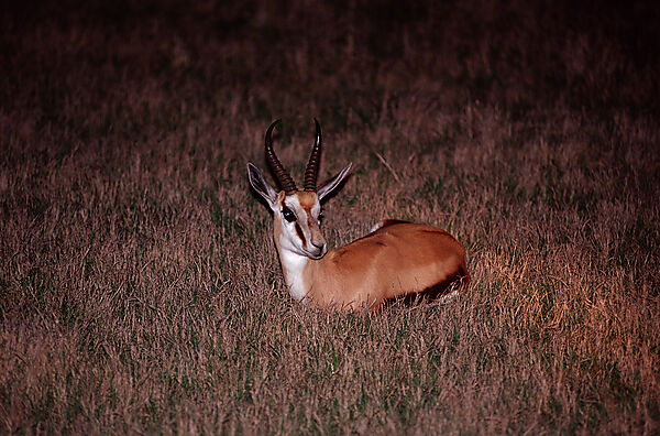 Ruhender Springbock bei Nacht