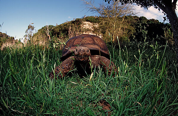 Leopardenschildkroete, Pantherschildkroete