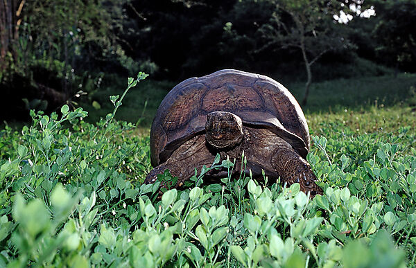 Leopardenschildkroete, Pantherschildkroete