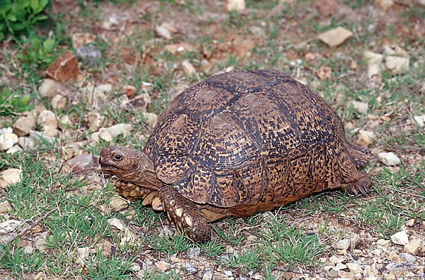 Leopardenschildkroete, Pantherschildkroete