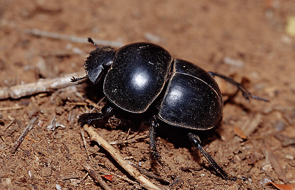 Pillendreher, Scarabaeus