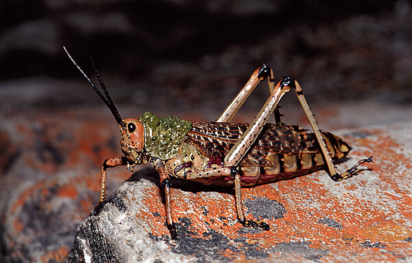 Pyrgomorphid Grasshopper
