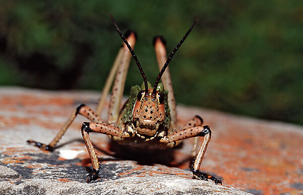 Pyrgomorphid Grasshopper