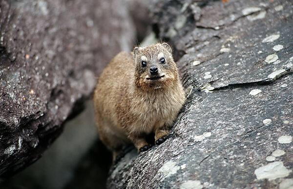 Common Rock Hyrax, Rock Dassie