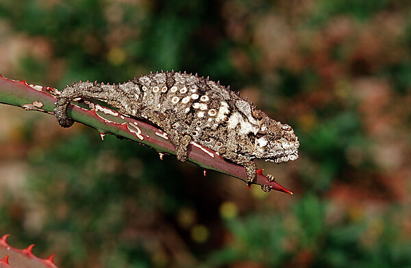 Oestliches Zwergchamaeleon