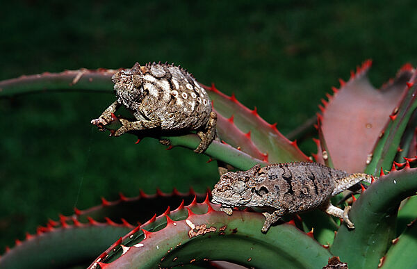 Eastern Dwarf Chameleon