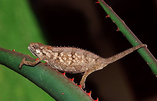 Eastern Dwarf Chameleon