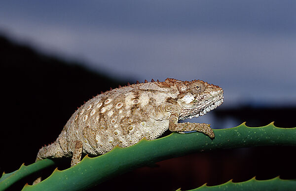 Eastern Dwarf Chameleon
