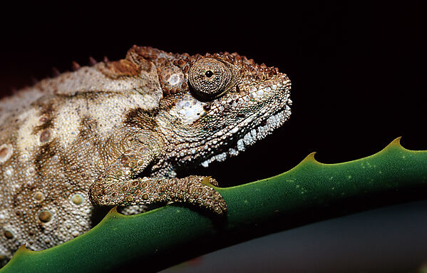 Eastern Dwarf Chameleon