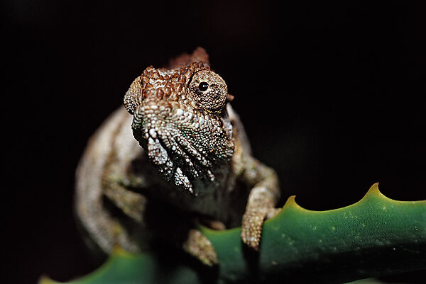 Eastern Dwarf Chameleon