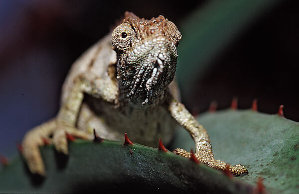 Eastern Dwarf Chameleon