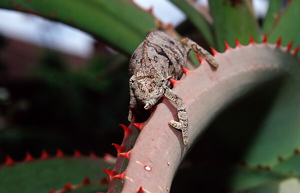 Eastern Dwarf Chameleon