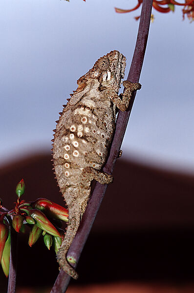 Eastern Dwarf Chameleon