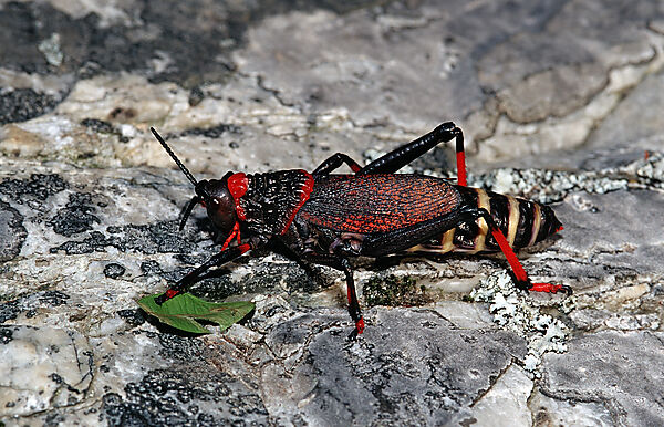 Foaming Grasshopper