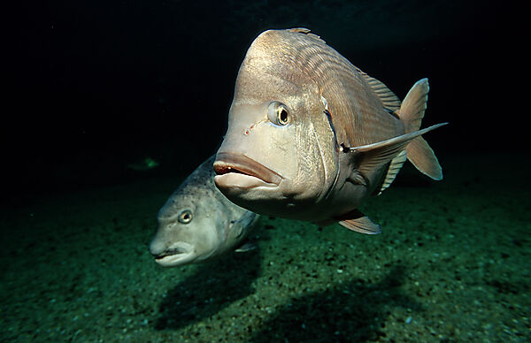 Daggerhead seabream