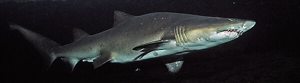 sand tiger shark