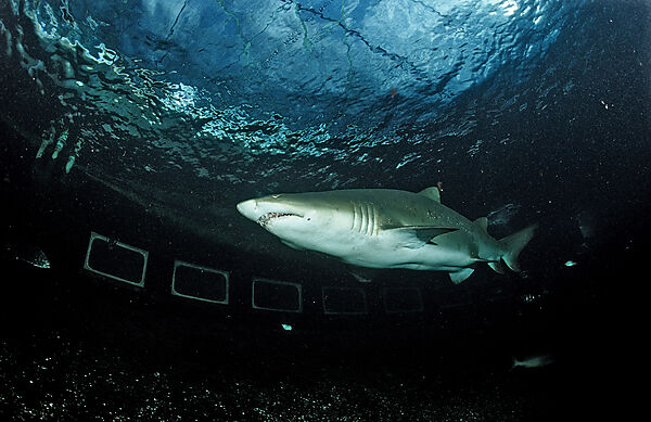 sand tiger shark