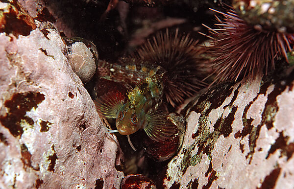 Blenny