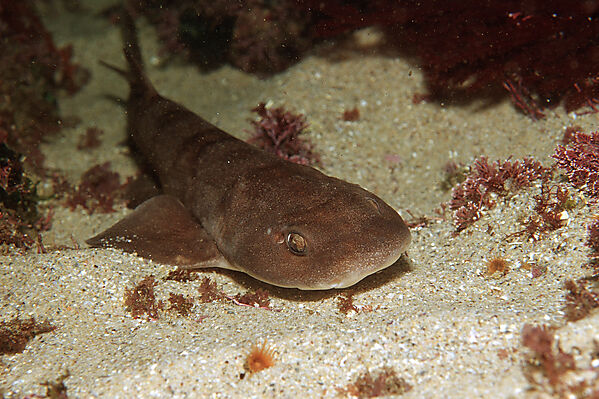 Brown shyshark