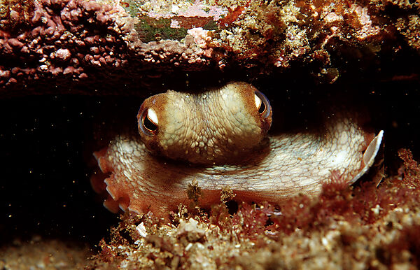 Octopus