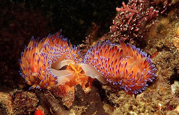 Mating nudibranches