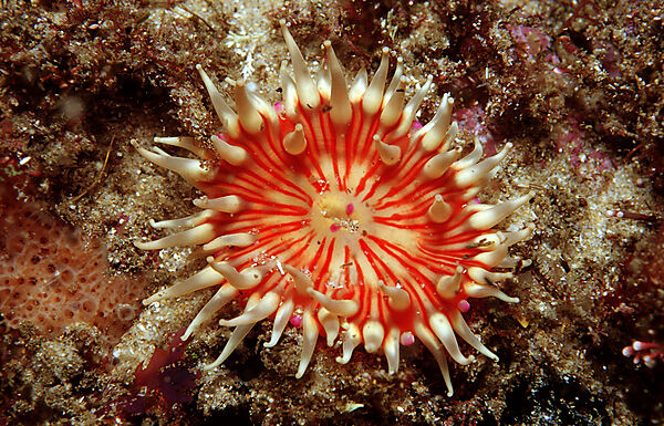 False plum anemone