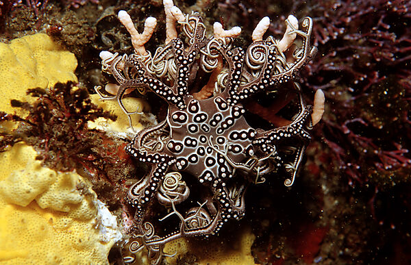 Basket star
