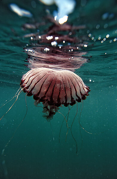 Compass Jellyfish