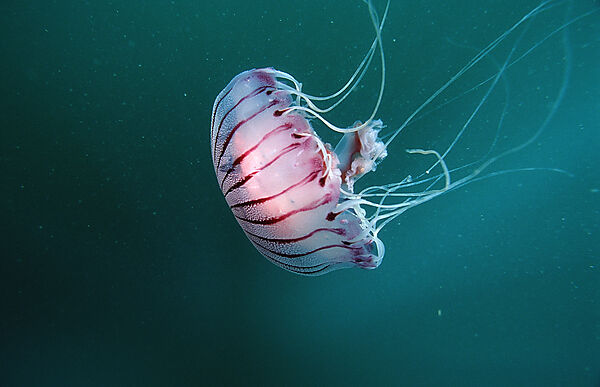 Compass Jellyfish