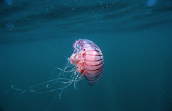Compass Jellyfish