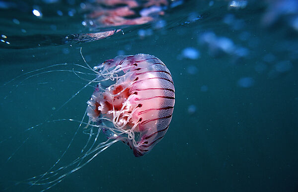 Compass Jellyfish