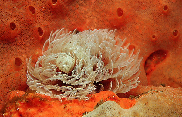 Fan worm