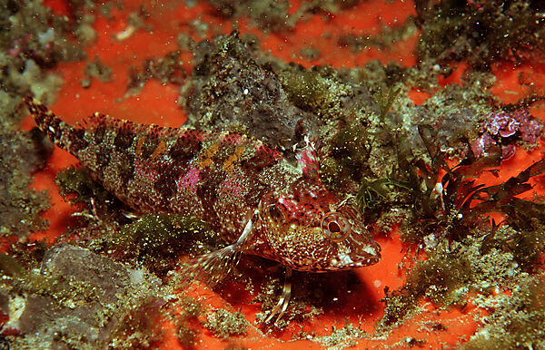 Blenny