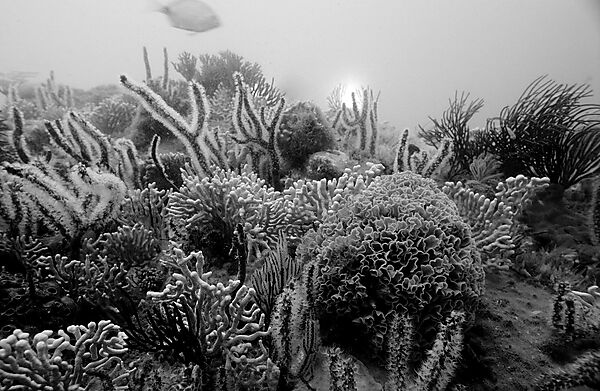 Coral reef