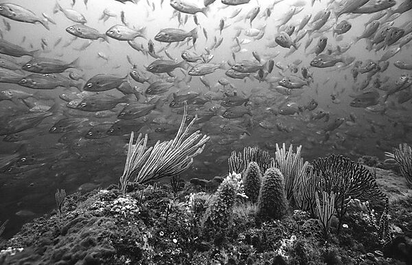 Coral reef