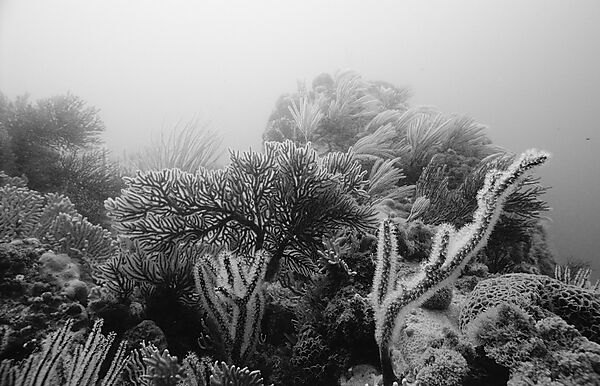 Coral reef