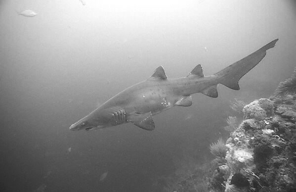 sand tiger shark