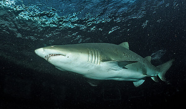 sand tiger shark