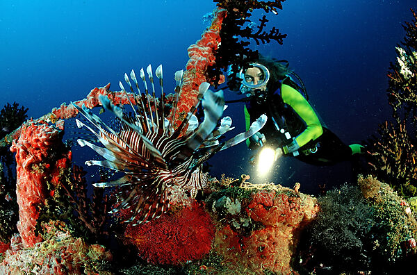 Scuba diver and lionfish at ship wreck Maldives Victory